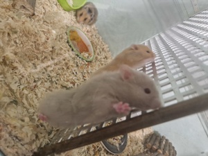 Hamster babys suchen ein neues Zuhause  Bild 6