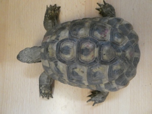 griechische Landschildkröten, dt. Nachzuchten mit Papieren Bild 3