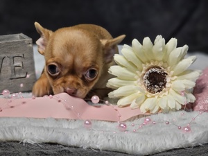 reinrassiges Chihuahuamädchen sucht ein Zuhause  Bild 5