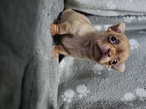reinrassiges Chihuahuamädchen sucht ein Zuhause  Bild 4