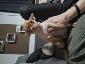 reinrassiges Chihuahuamädchen sucht ein Zuhause  Bild 2
