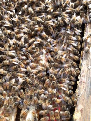 Bienenvölker zu verkaufen in 57539 Etzbach  Bild 5
