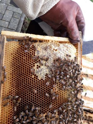 Bienenvölker zu verkaufen in 57539 Etzbach  Bild 6