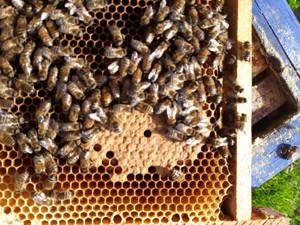 Bienenvölker zu verkaufen in 57539 Etzbach  Bild 3