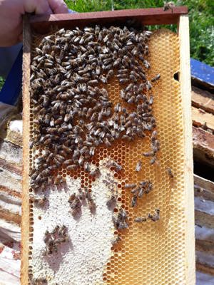 Bienenvölker zu verkaufen in 57539 Etzbach  Bild 4