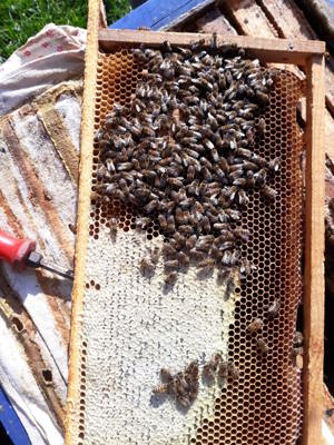 Bienenvölker zu verkaufen in 57539 Etzbach  Bild 2
