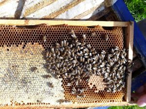 Bienenvölker zu verkaufen in 57539 Etzbach  Bild 1