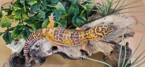 0.1.0 SGG Leopardgecko Temper albino von Thor 94g