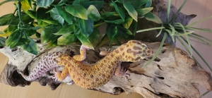 0.1.0 SGG Leopardgecko Temper Albino 76g