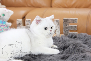 Reinrassige BKH Kitten in Black Silver Shadet Bild 5