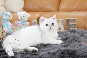 Reinrassige BKH Kitten in Black Silver Shadet Bild 6