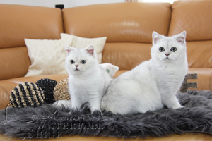 Reinrassige BKH Kitten in Black Silver Shadet Bild 8