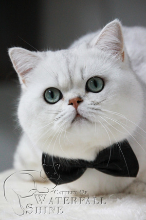 Reinrassige BKH Kitten in Black Silver Shadet Bild 9