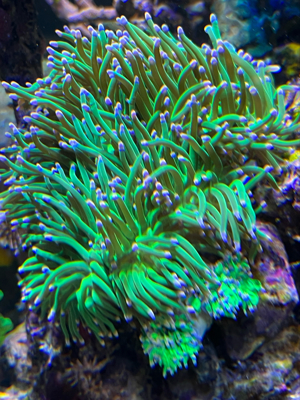 Korallen Ableger günstig anzugeben  Bild 5