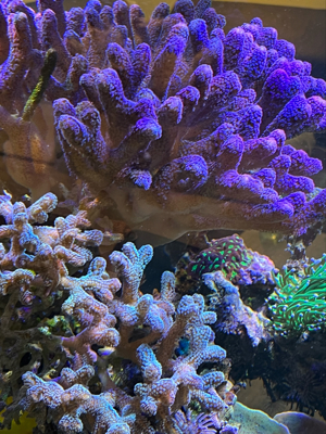 Korallen Ableger günstig anzugeben  Bild 7