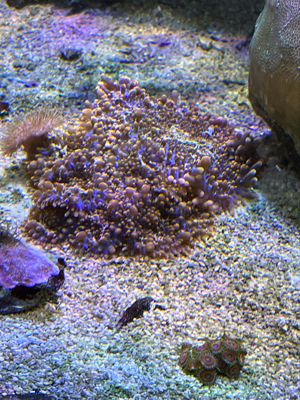 Korallen Ableger günstig anzugeben  Bild 10