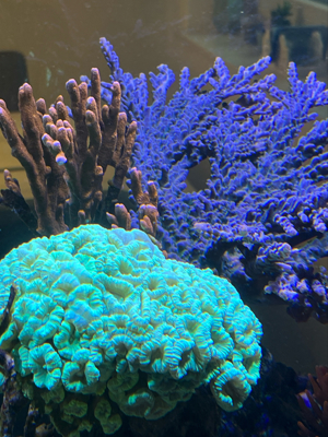 Korallen Ableger günstig anzugeben  Bild 6