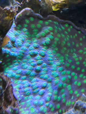 Korallen Ableger günstig anzugeben  Bild 8