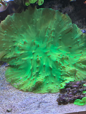 Korallen Ableger günstig anzugeben  Bild 9