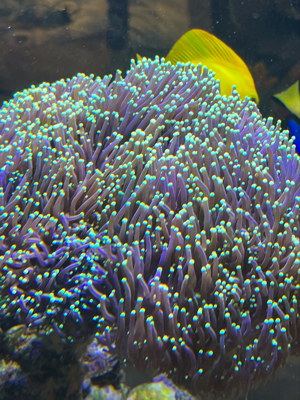 Korallen Ableger günstig anzugeben  Bild 4