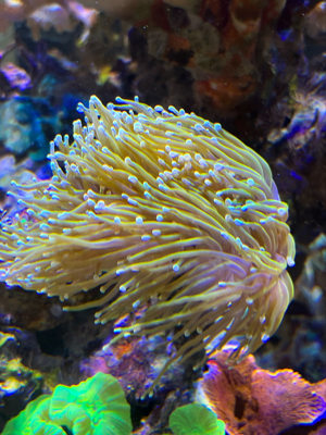 Korallen Ableger günstig anzugeben  Bild 3