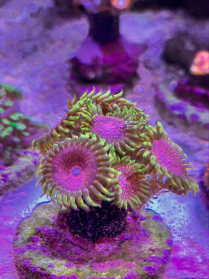 zoas korallen ableger anfänger  Bild 2