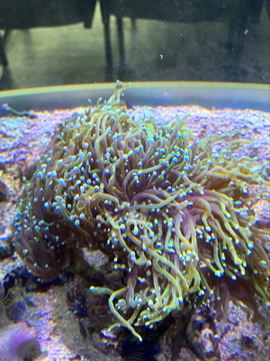 Korallen Ableger günstig anzugeben  Bild 2