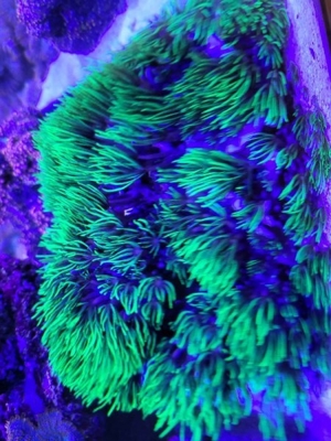 Korallen Affengras Briareum hellgrün Weichkoralle  Bild 3