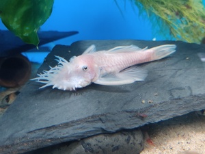 Ancistrus sp. Snow White Wels Bild 2