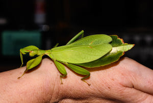 Philippinisches Wandelndes Blatt, Phasmiden, Insekten