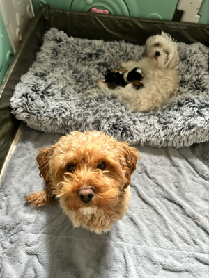 deckrüden Maltipoo apricot farben  Bild 2