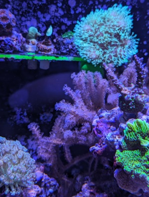 Korallen Ableger Meerwasser Aquarium LPS SPS Weichkorallen Zoanthus u.m. Bild 8