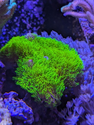 Korallen Ableger Meerwasser Aquarium LPS SPS Weichkorallen Zoanthus u.m. Bild 7
