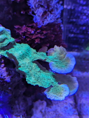 Korallen Ableger Meerwasser Aquarium LPS SPS Weichkorallen Zoanthus u.m. Bild 3