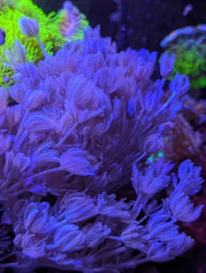 Korallen Ableger Meerwasser Aquarium LPS SPS Weichkorallen Zoanthus u.m. Bild 4