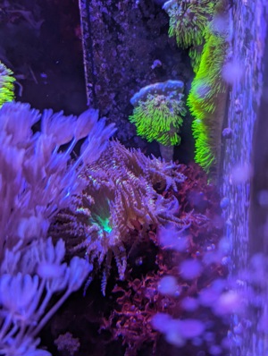 Korallen Ableger Meerwasser Aquarium LPS SPS Weichkorallen Zoanthus u.m. Bild 5