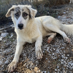 Gerda, geb. ca. 02 2023, lebt in GRIECHENLAND, im städt. Tierheim Serres  Bild 6