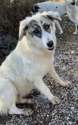 Gerda, geb. ca. 02 2023, lebt in GRIECHENLAND, im städt. Tierheim Serres  Bild 8