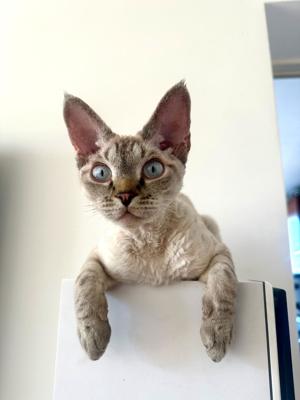 Devon Rex Deckkater | Champion-Familie ist bereit für Damenbesuch & Erfahren | Erfolgreich Gedeckt 