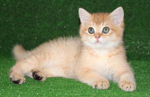 Wunderschöne Kätzchen zu verkaufen - Britische Kurzhaar-Kätzchen Bild 2