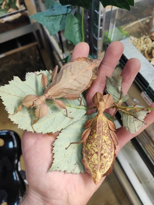 Phyllium letiranti "Tataba" Wandelnde Blätter Phasmiden 