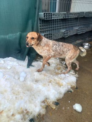 Nele kennt bisher nur das Tierheim Bild 3