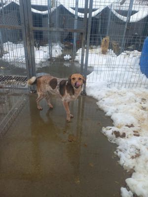 Nele kennt bisher nur das Tierheim Bild 2