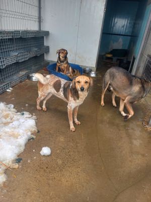 Nele kennt bisher nur das Tierheim Bild 4