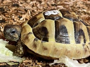Griechische Landschildkröten (Testudo hermanni boettgeri) NZ 2023 Bild 1