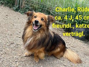 Der hübsche kleine Collie-Mix Charlie wartet auf seine Menschen