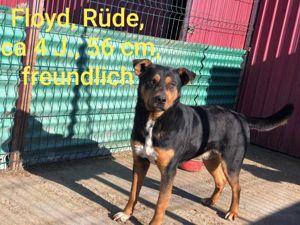 Floyd sucht ein aktives Zuhause