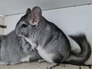 Chinchillas aus Hobbyzucht