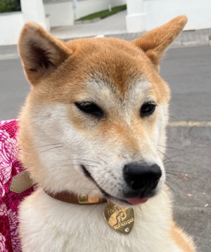 Erstklassige Shiba Inu Hündin in Berlin, 6 kg