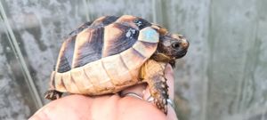 Breitrandschildkrötenbabys Bild 3